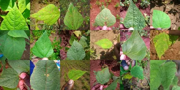 bean plant diseases identifier