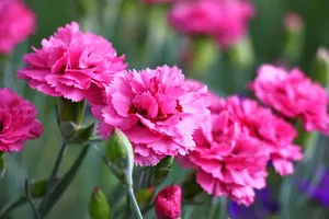 pink carnation image