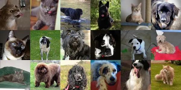 pet breeds identifier