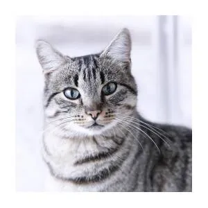 tabby cat image