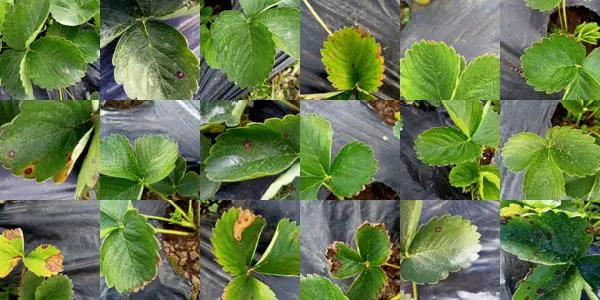 strawberry plant diseases identifier