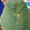 A bean leaf with brown spots