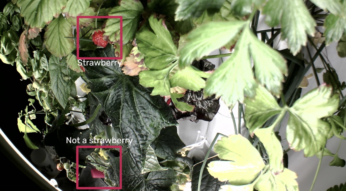 Computer vision system detects a strawberry